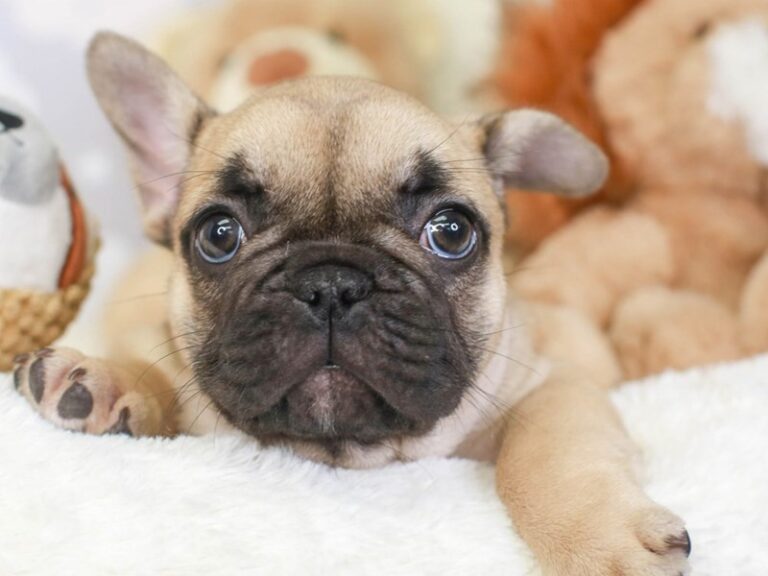French Bulldog