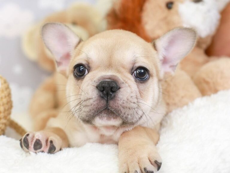 French Bulldog