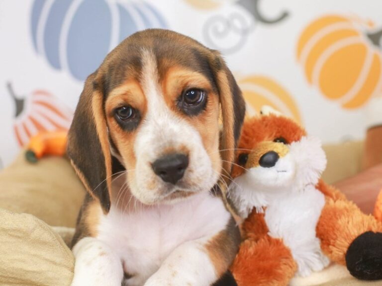 Beagle