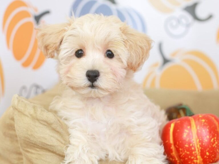 Maltipoo
