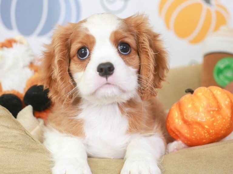 Cavalier King Charles