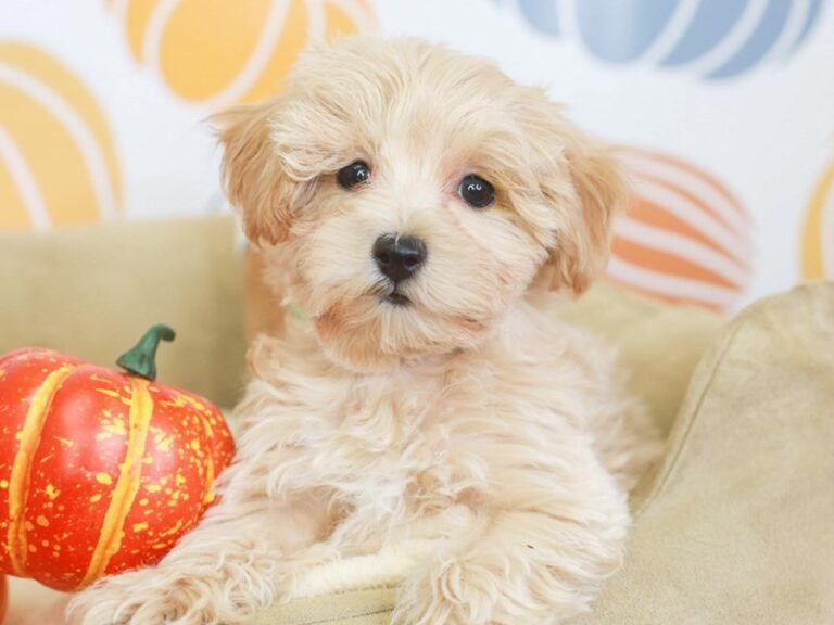 Maltipoo