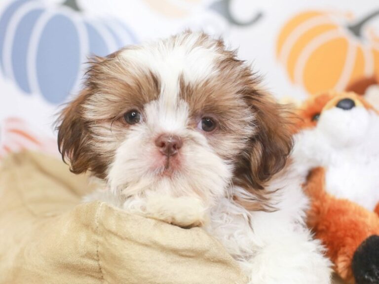 Shih Tzu