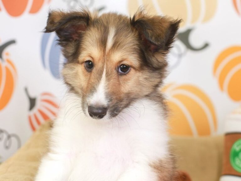 Shetland Sheepdog