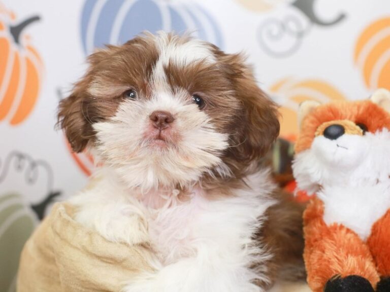 Shih Tzu
