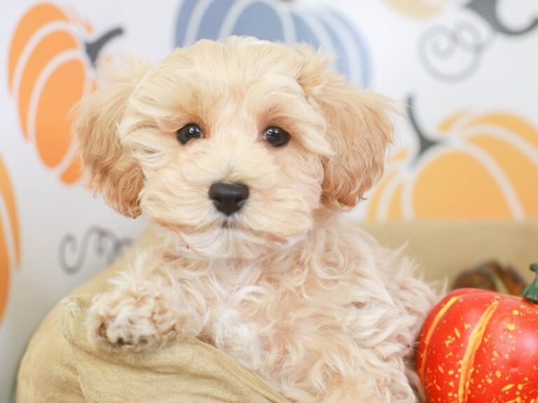 Maltipoo