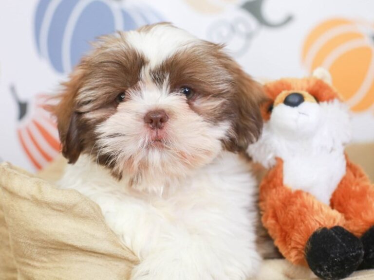 Shih Tzu