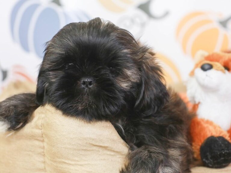 Shih Tzu