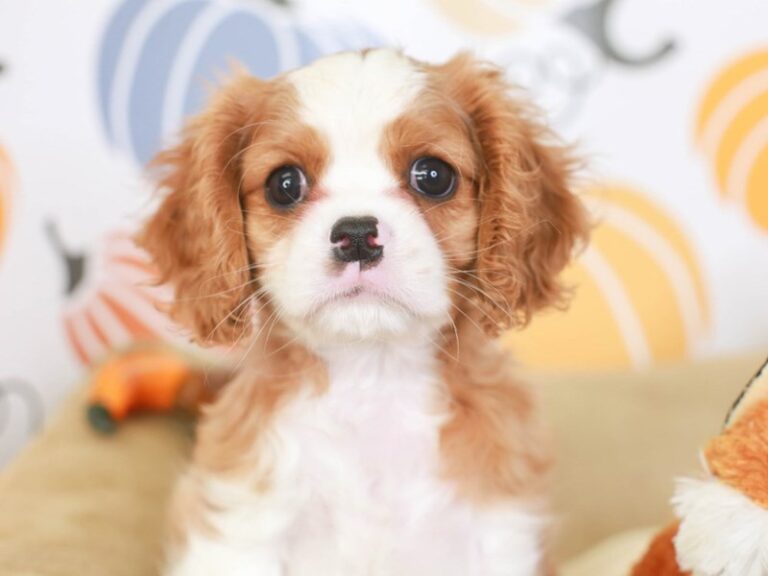 Cavalier King Charles