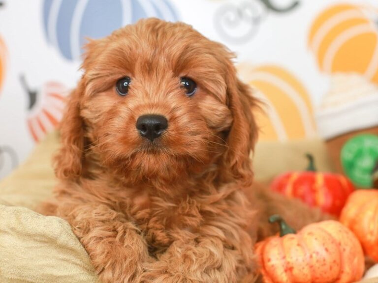 Cavapoo