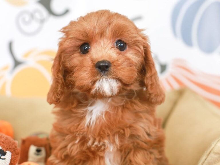 Cavapoo