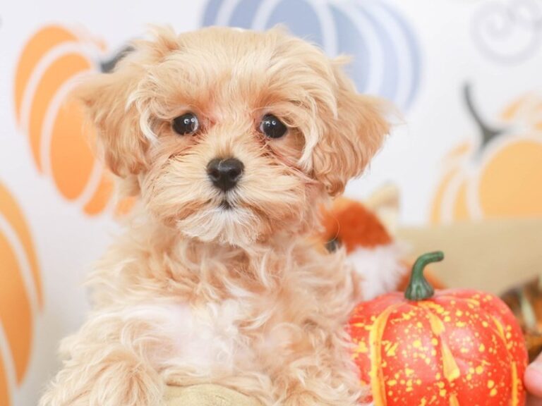 Maltipoo