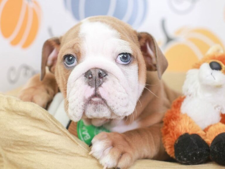English Bulldog