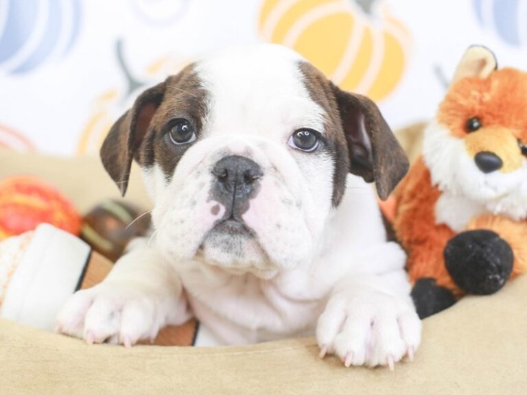 English Bulldog
