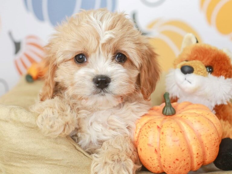 Cavapoo