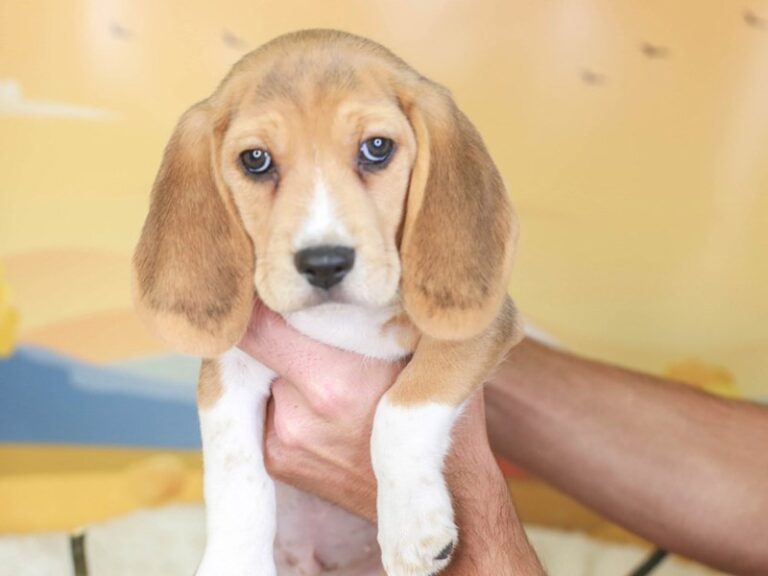 Beagle