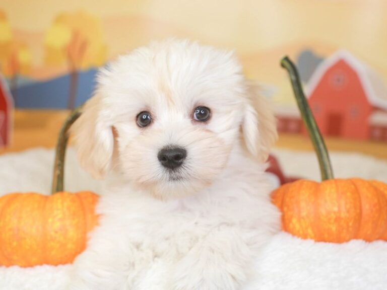 Havanese