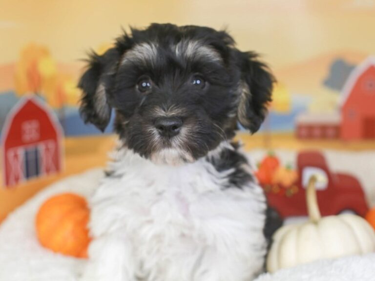 Havanese