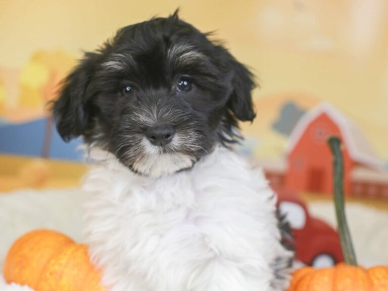 Havanese