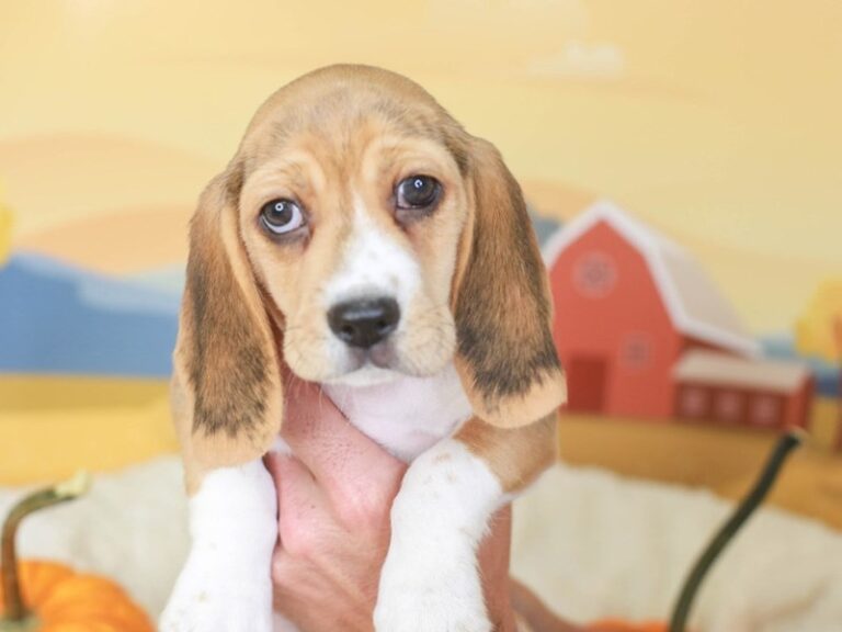 Beagle