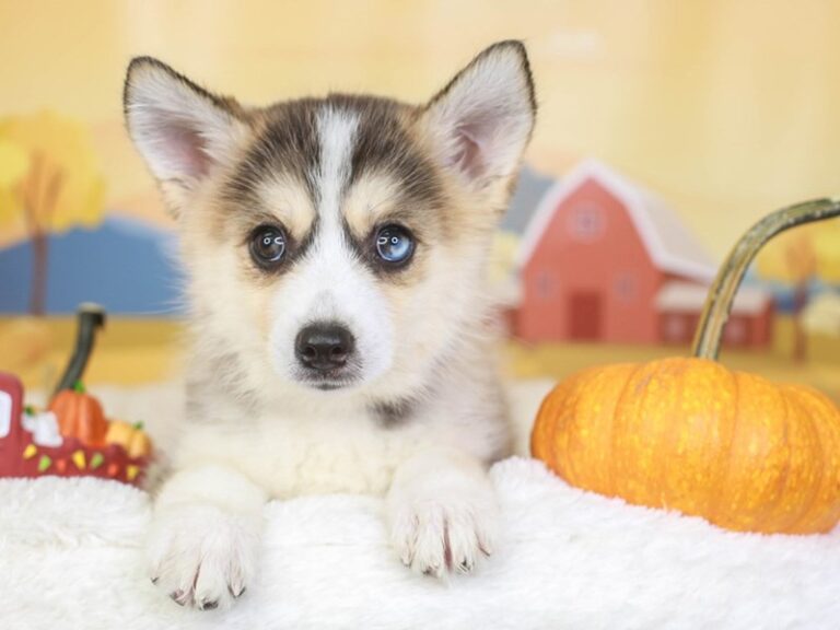 Pomsky