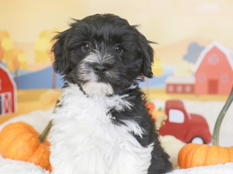 Havanese