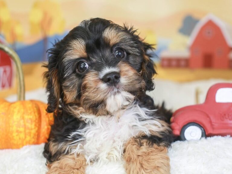 Cavapoo