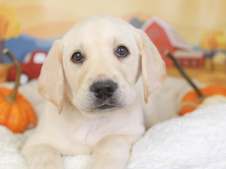 Labrador Retriever