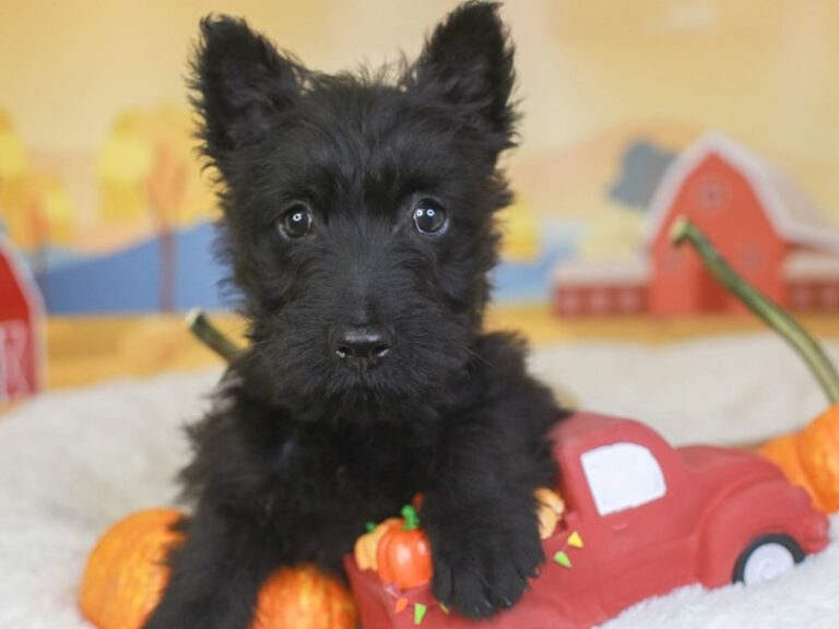 Scottish Terrier