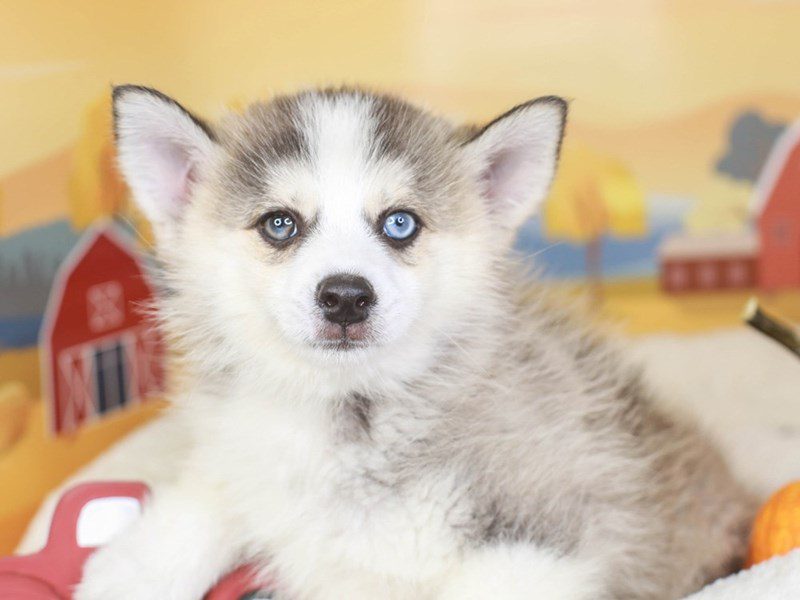Grey and white pomsky 2025