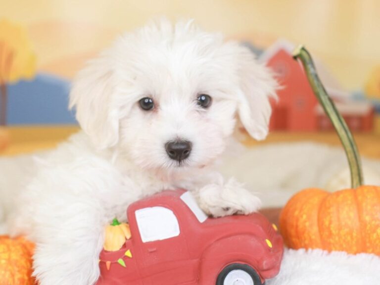 Havanese