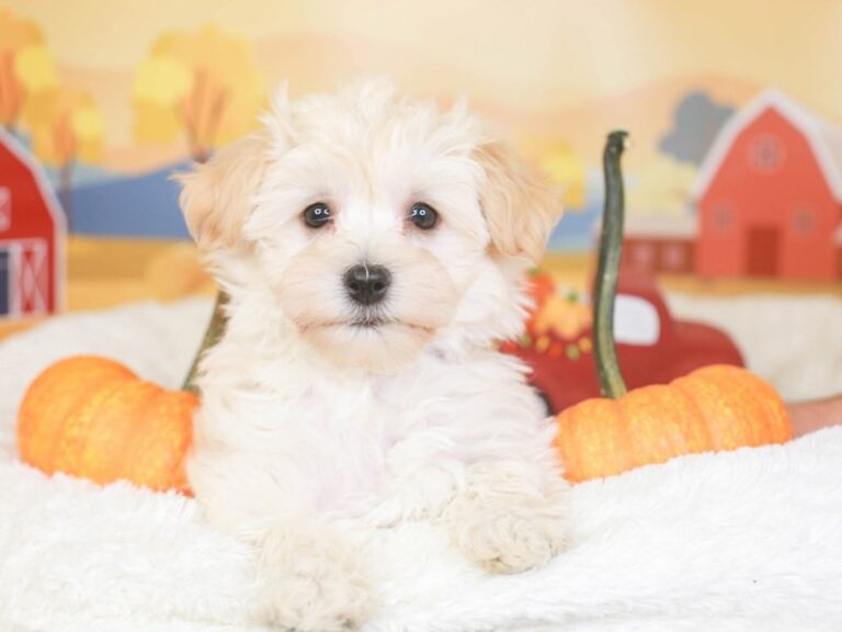 Havanese