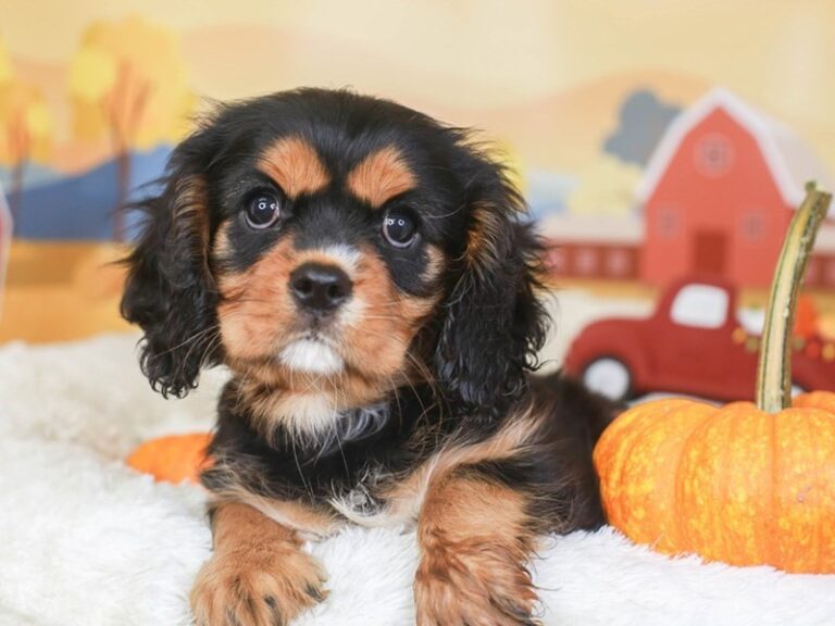 Cavalier King Charles