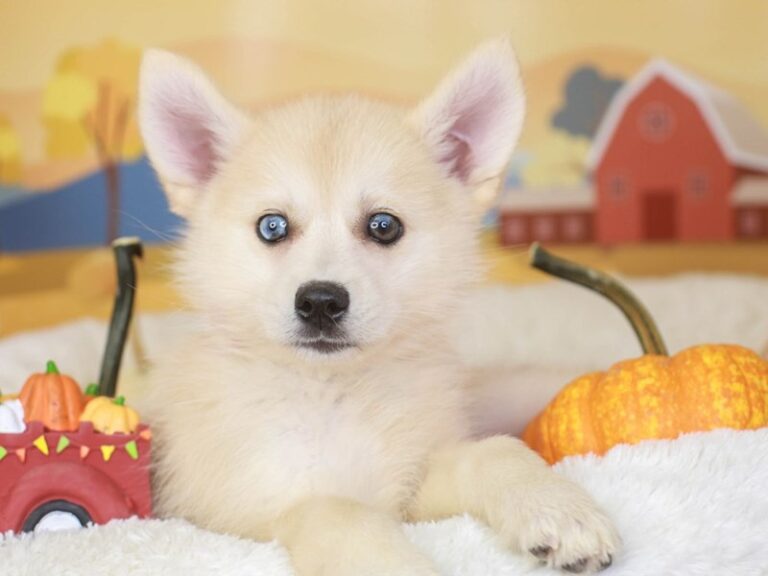 Pomsky