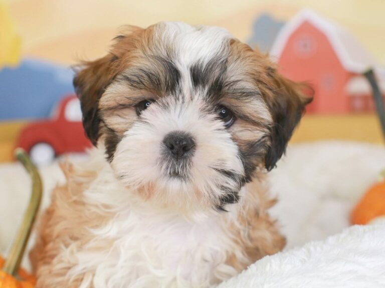 Shih Tzu