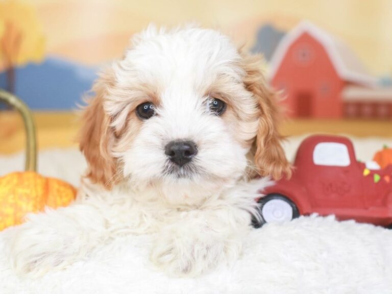 Cavapoo