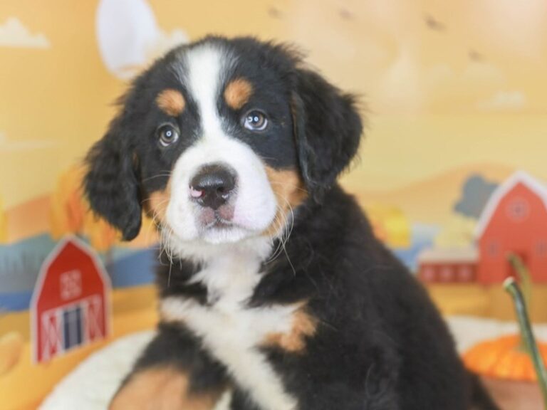 Bernese Mountain Dog