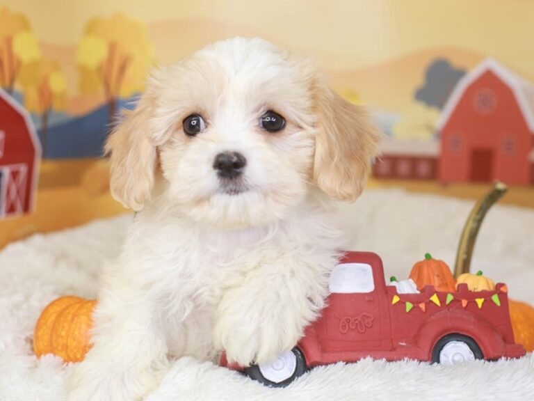 Cavachon