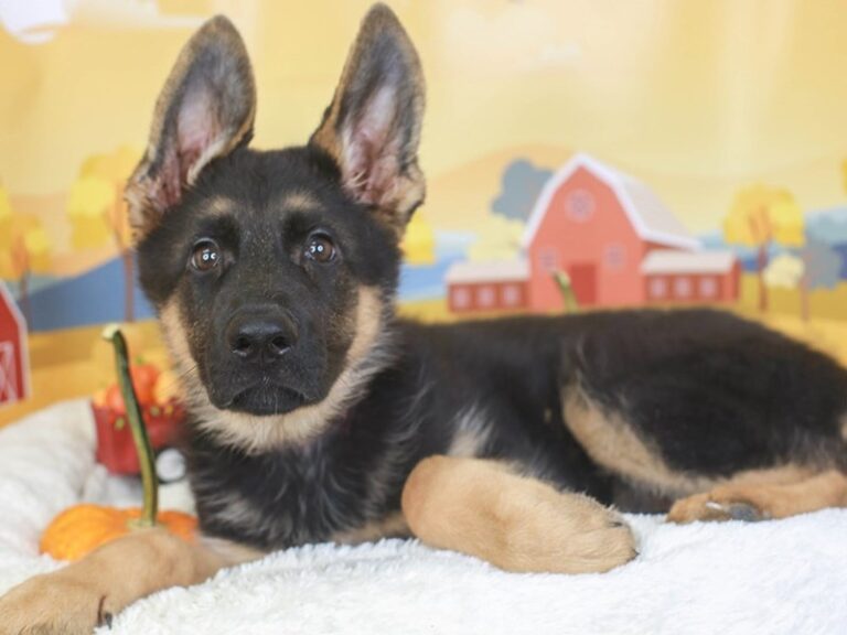 German Shepherd
