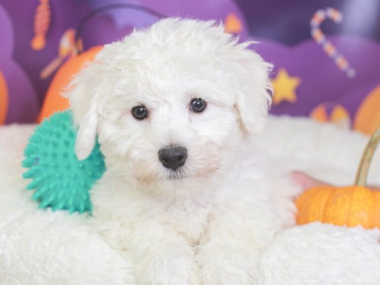 Bichon Frise