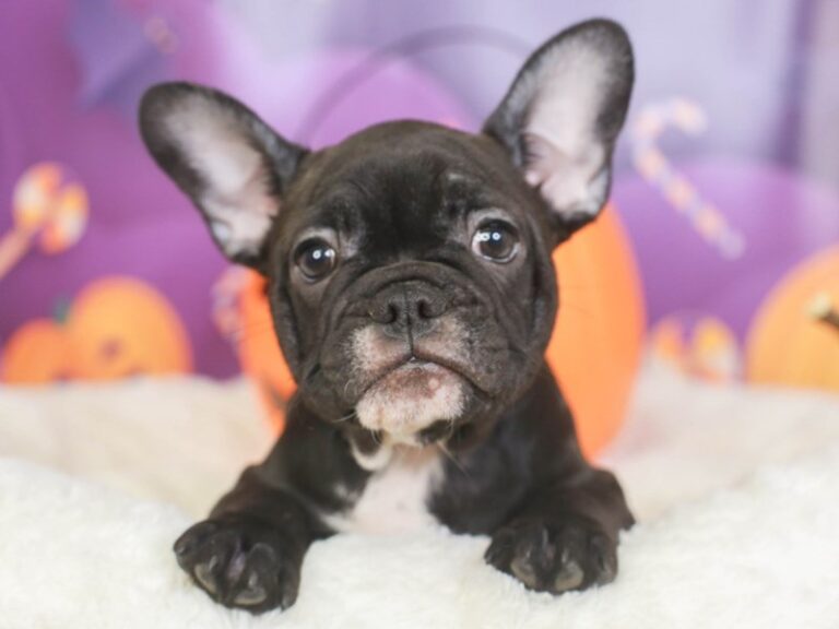 French Bulldog