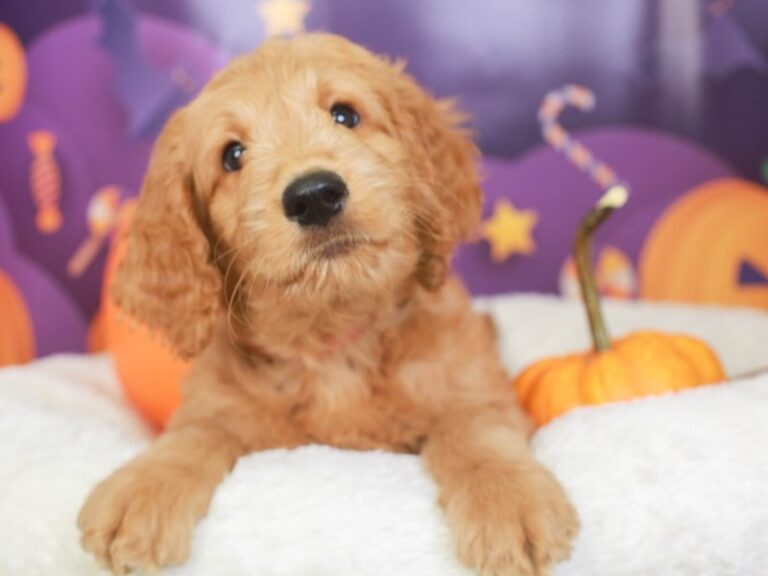 Goldendoodle