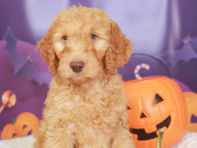 Goldendoodle