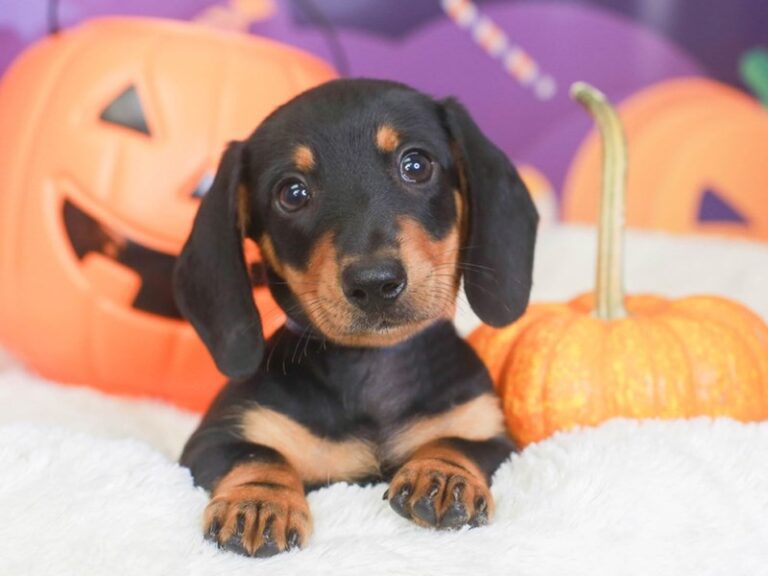 Dachshund