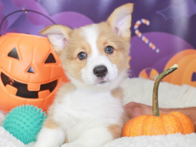 Pembroke Welsh Corgi