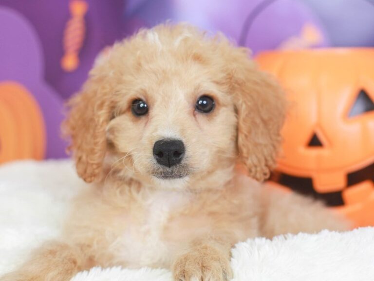 Mini Goldendoodle