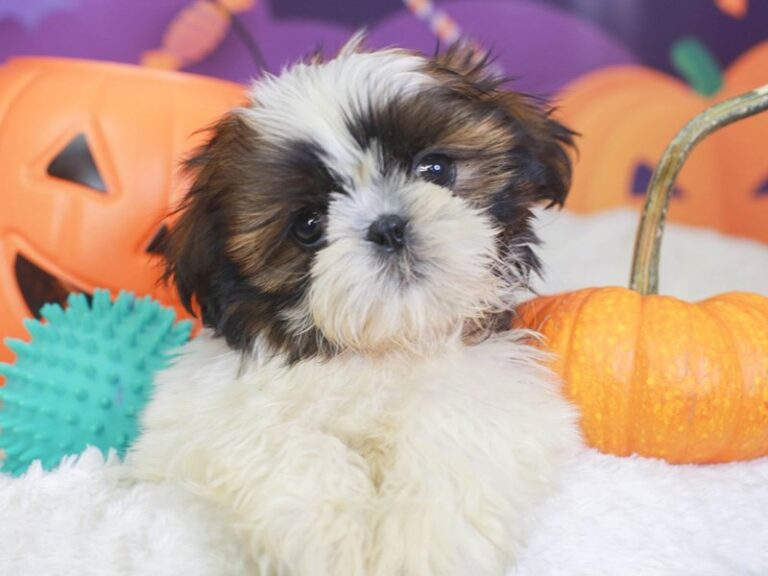 Shih Tzu