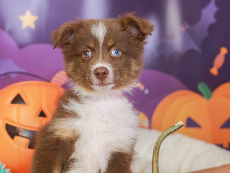 Mini Australian Shepherd-Female-Red and White-3350712-Animal Kingdom | Puppies N Love