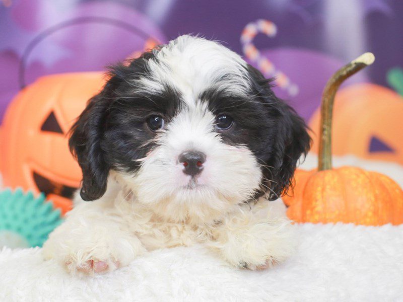 CavaTzu-Male-BLACK/WHITE-3351854-Animal Kingdom | Puppies N Love