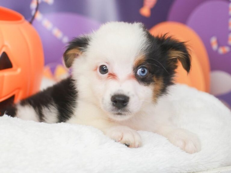 Mini Aussie